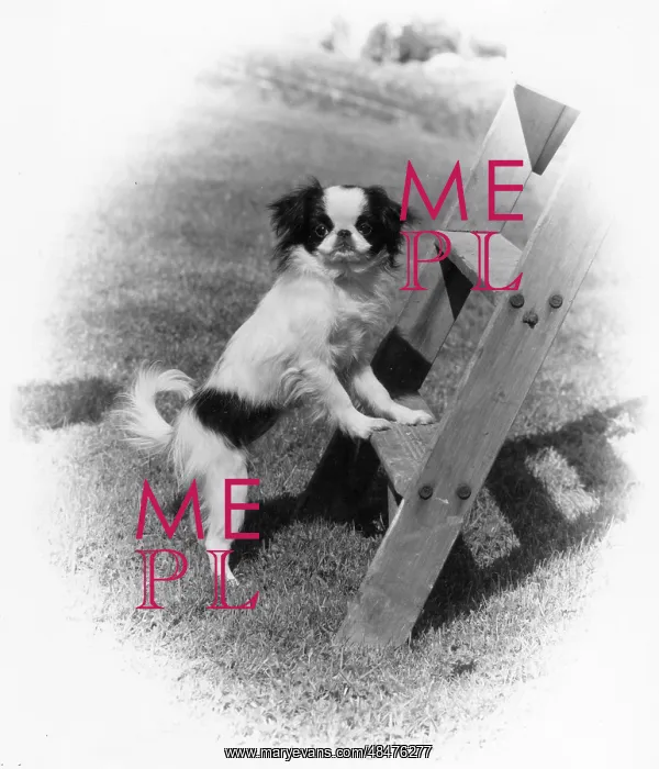 : FALL / JAPANESE CHIN / 1974 : FALL / JAPANESE CHIN / 1974