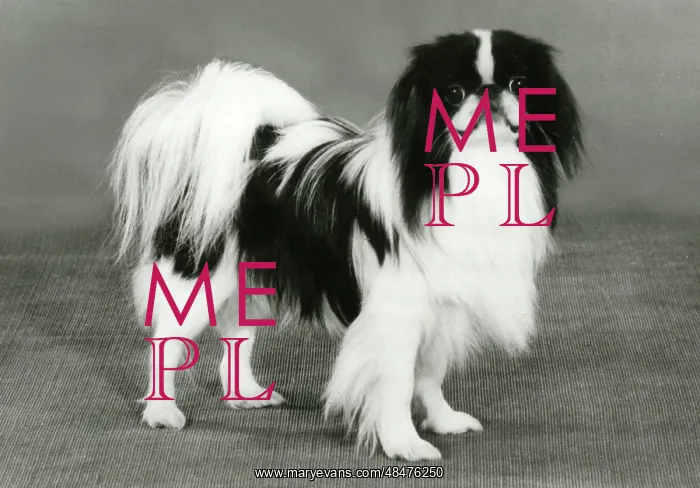  : FALL / JAPANESE CHIN / 1986