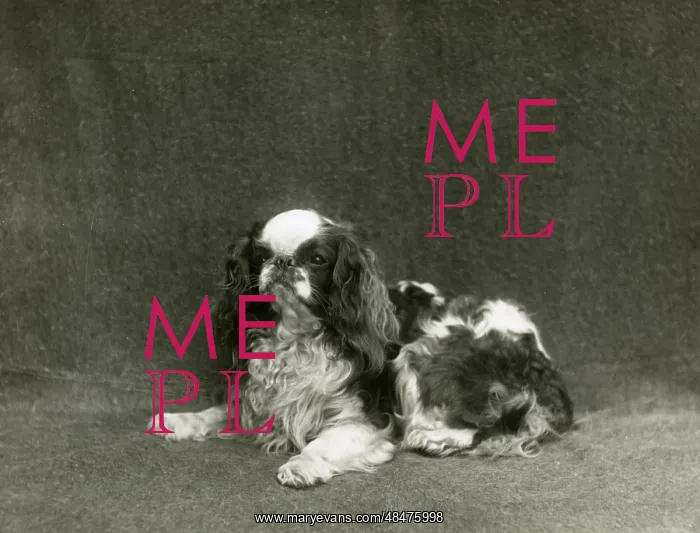 : FALL / K.C. SPANIEL / 1912 : FALL / K.C. SPANIEL / 1912
