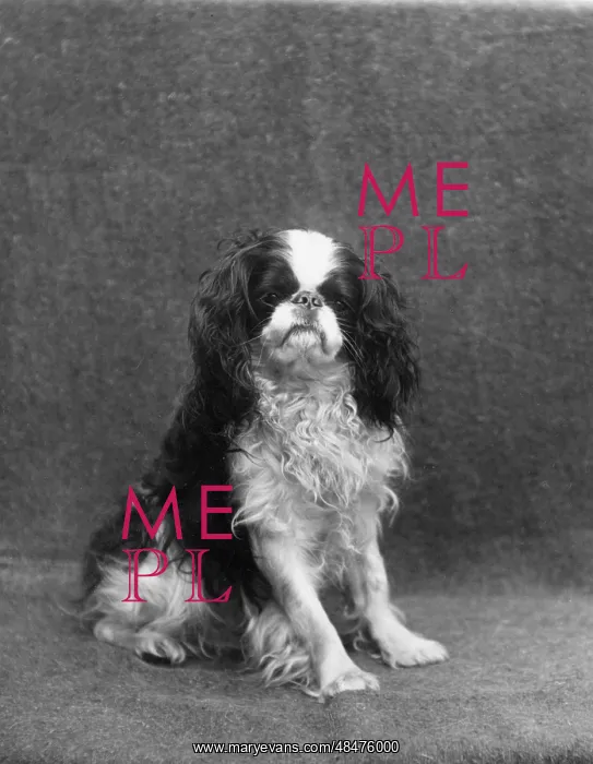 : FALL / K.C. SPANIEL / 1912 : FALL / K.C. SPANIEL / 1912