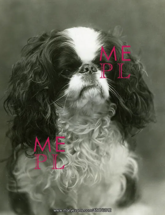 : FALL / K.C. SPANIEL / 1912 : FALL / K.C. SPANIEL / 1912