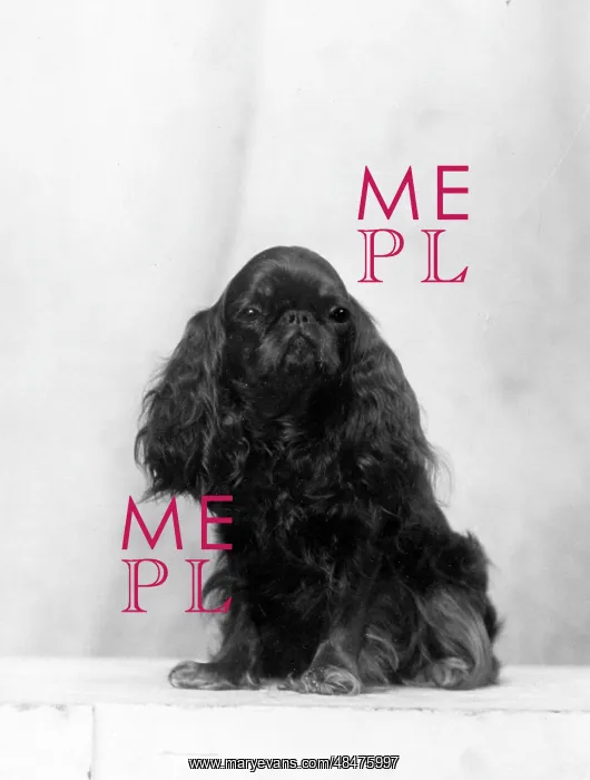 : FALL / K.C. SPANIEL / 1934 : FALL / K.C. SPANIEL / 1934