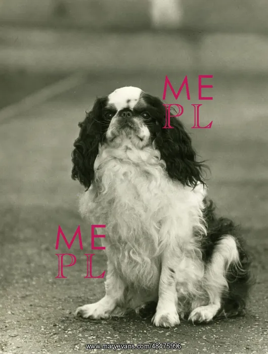 : FALL / K.C. SPANIEL / 1938 : FALL / K.C. SPANIEL / 1938