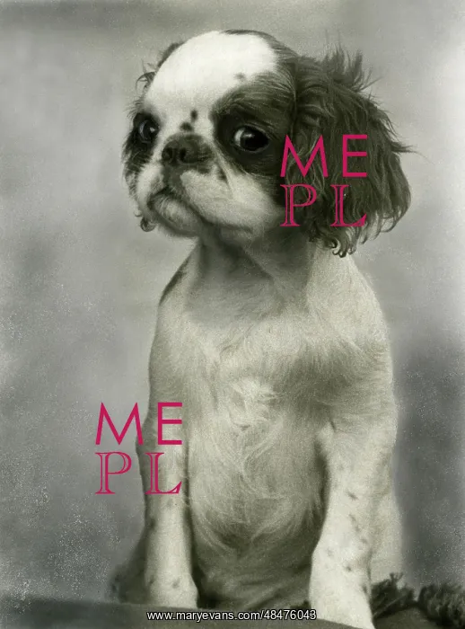 : FALL / K.C. SPANIEL / 1938 : FALL / K.C. SPANIEL / 1938