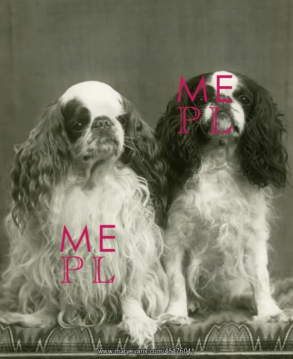 : FALL / K.C. SPANIEL / 1941 : FALL / K.C. SPANIEL / 1941