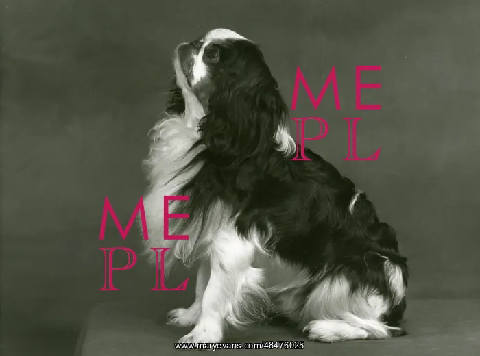  : FALL / K.C. SPANIEL / 1953