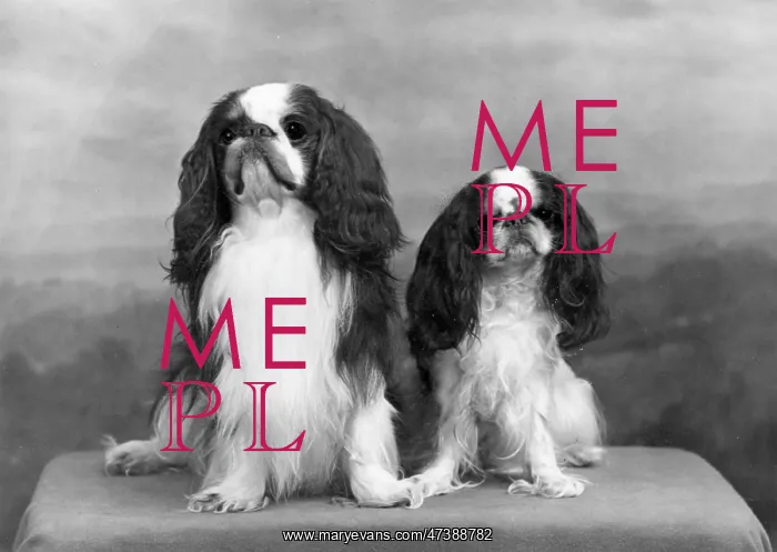  : FALL / K.C. SPANIEL / 1955
