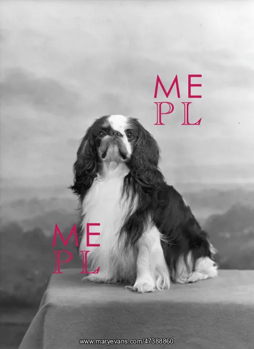  : FALL / K.C. SPANIEL / 1955