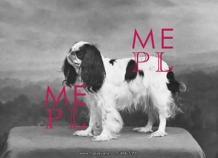  : FALL / K.C. SPANIEL / 1955