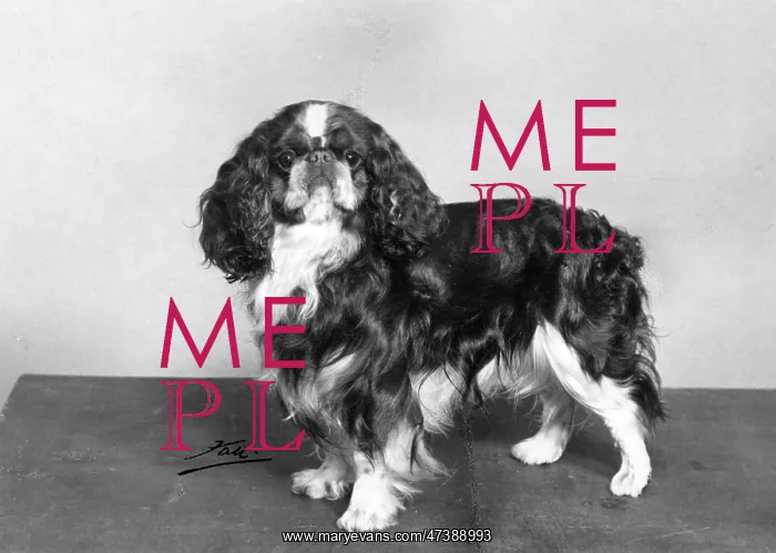  : FALL / K.C. SPANIEL / 1963