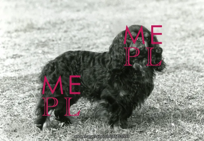 : FALL / K.C. SPANIEL / 1963 : FALL / K.C. SPANIEL / 1963