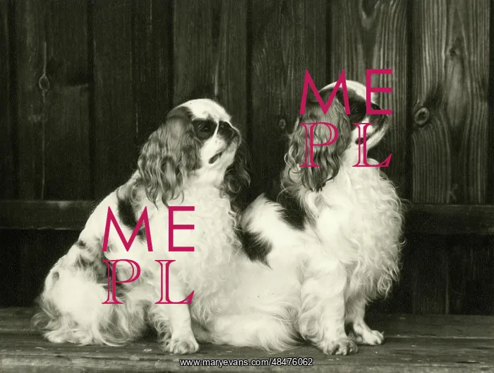  : FALL / K.C. SPANIEL / 1964