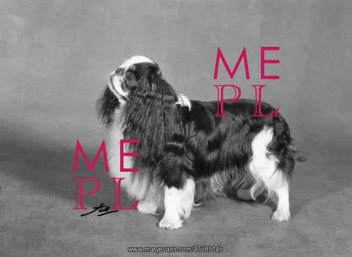  : FALL / K.C. SPANIEL / 1967