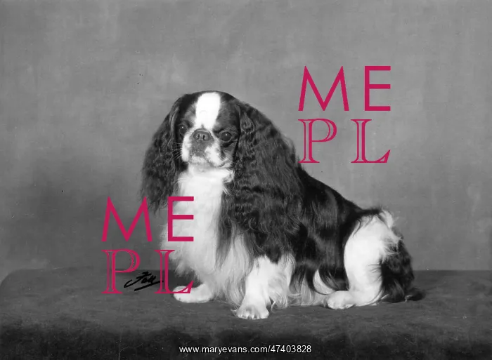  : FALL / K.C. SPANIEL / 1967