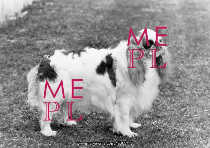  : FALL / K.C. SPANIEL / 1971