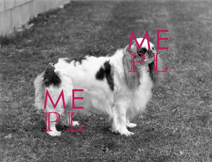  : FALL / K.C. SPANIEL / 1971