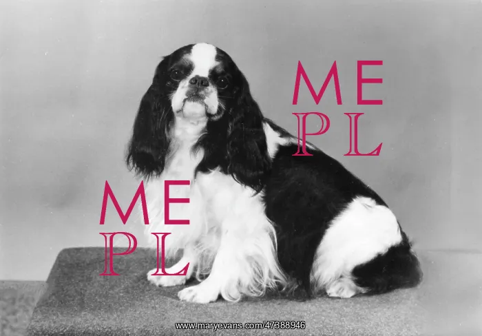  : FALL / K.C. SPANIEL / 1975