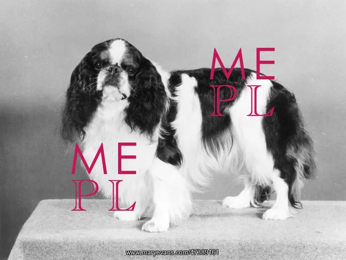  : FALL / K.C. SPANIEL / 1977