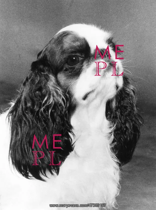  : FALL / K.C. SPANIEL / 1977