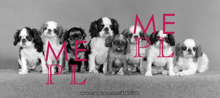 : FALL / K.C. SPANIEL / 1977 : FALL / K.C. SPANIEL / 1977