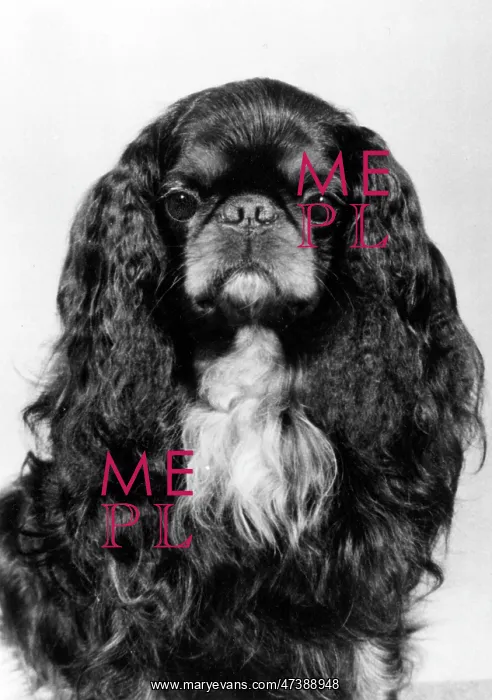  : FALL / K.C. SPANIEL / 1978