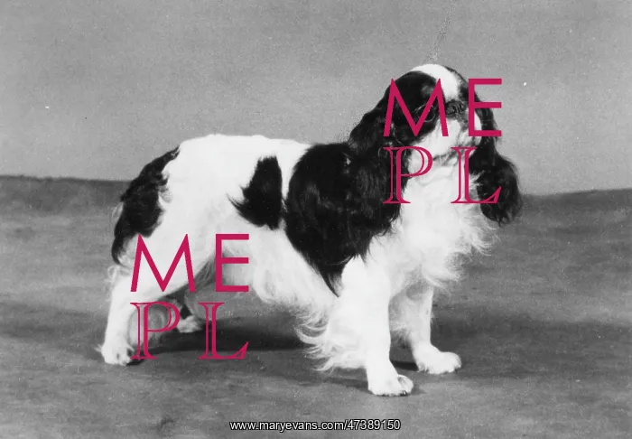  : FALL / K.C. SPANIEL / 1978