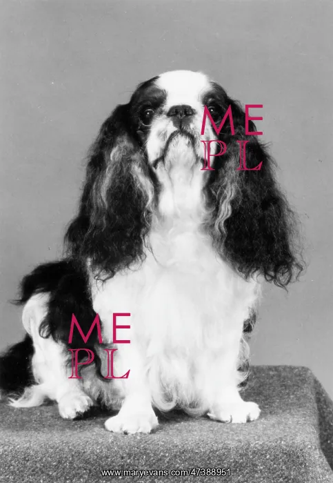  : FALL / K.C. SPANIEL / 1982