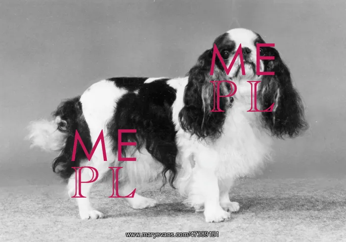  : FALL / K.C. SPANIEL / 1982