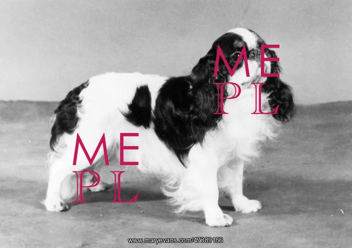  : FALL / K.C. SPANIEL / 1982