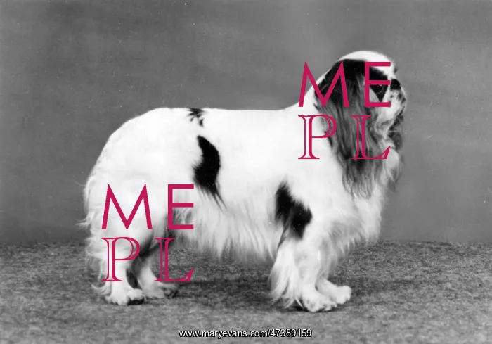  : FALL / K.C. SPANIEL / 1989