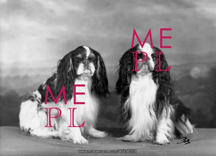 : FALL / K.C. SPANIELS / 1957 : FALL / K.C. SPANIELS / 1957
