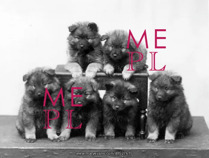  : FALL / KEESHOND / 1936