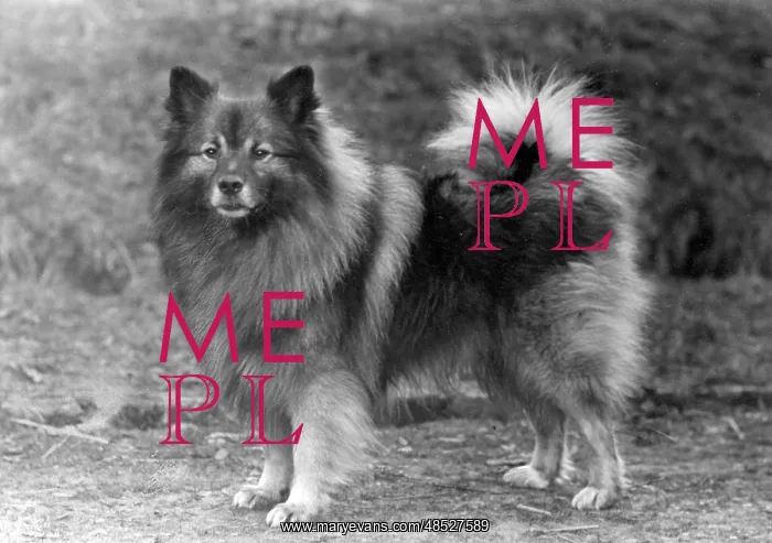 : FALL / KEESHOND / 1946 : FALL / KEESHOND / 1946
