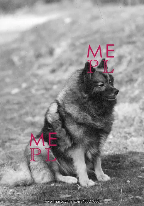 : FALL / KEESHOND / 1946 : FALL / KEESHOND / 1946