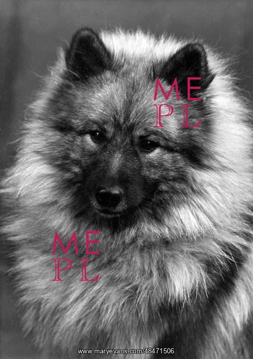  : FALL / KEESHOND / 1956