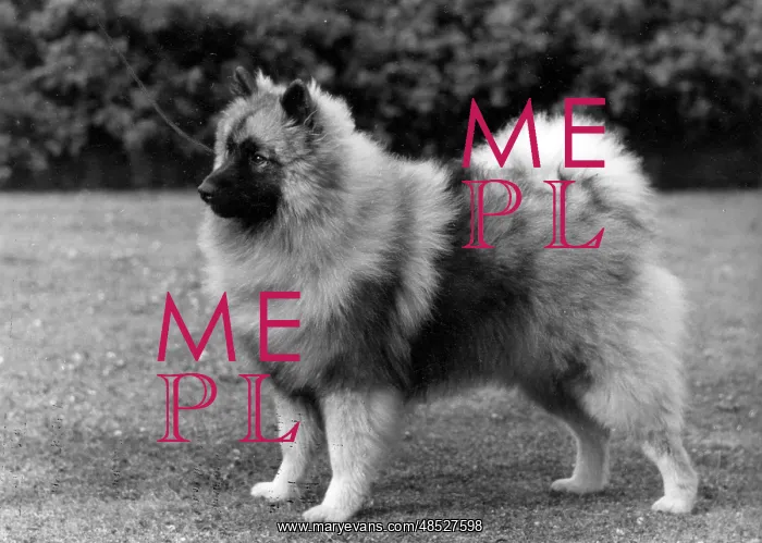  : FALL / KEESHOND / 1964