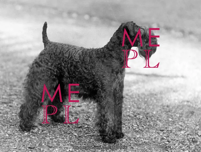  : FALL / KERRY BLUE TERRIER
