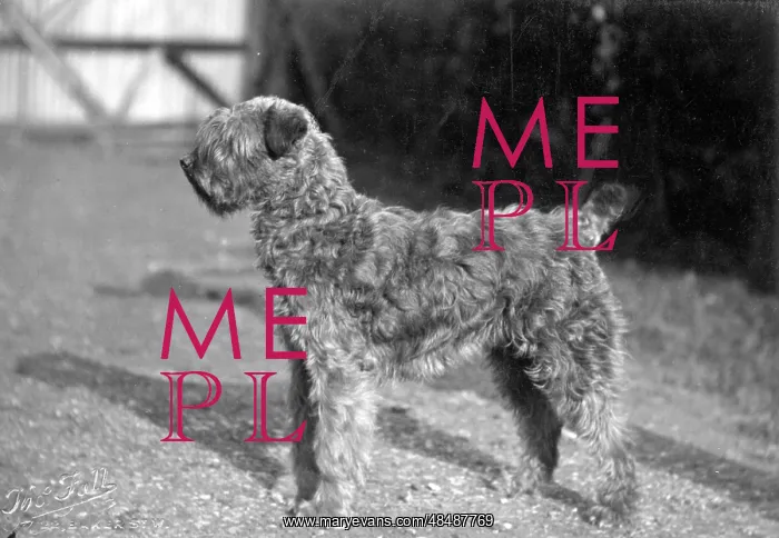  : FALL / KERRY BLUE TERRIER