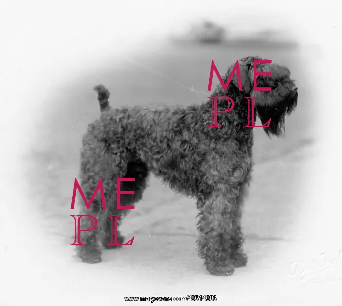  : FALL / KERRY BLUE TERRIER