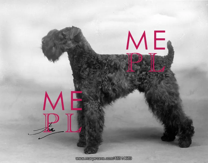  : FALL / KERRY BLUE TERRIER