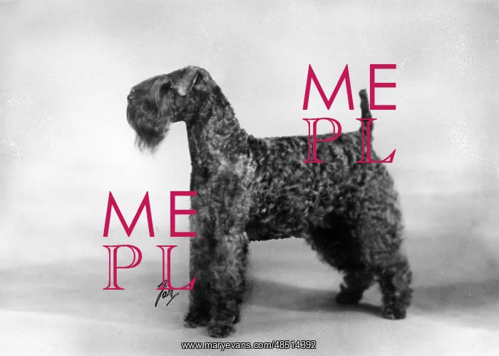  : FALL / KERRY BLUE TERRIER