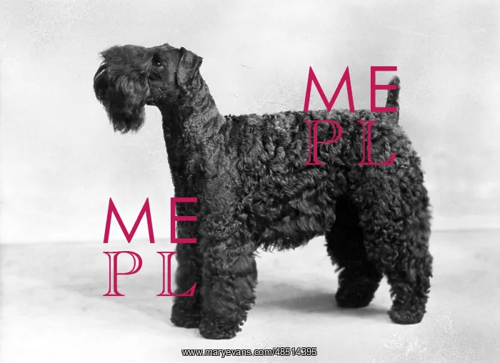  : FALL / KERRY BLUE TERRIER