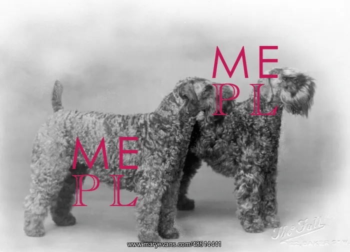 : FALL / KERRY BLUE TERRIER : FALL / KERRY BLUE TERRIER