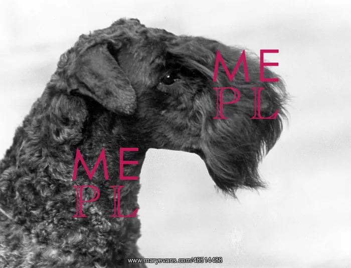 : FALL / KERRY BLUE TERRIER : FALL / KERRY BLUE TERRIER