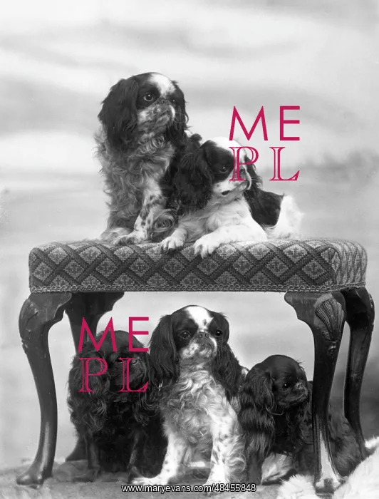 : FALL / KING CHARLES / 1937 : FALL / KING CHARLES / 1937