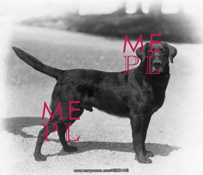 : FALL / LABRADOR / 1924 : FALL / LABRADOR / 1924