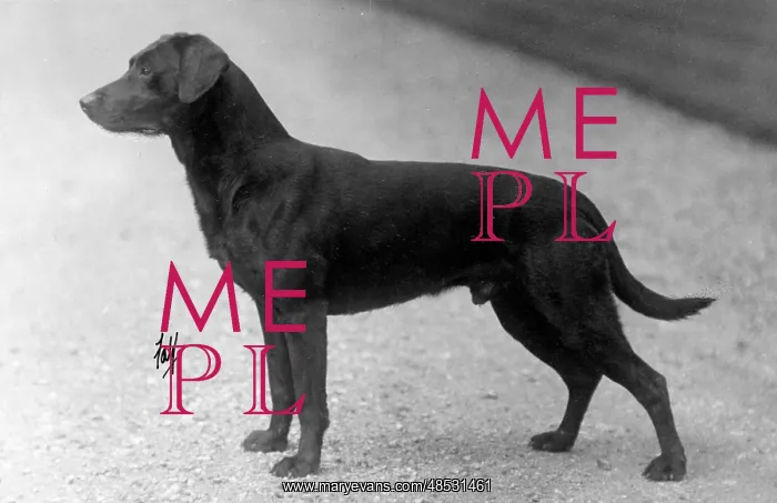 : FALL / LABRADOR / 1930 : FALL / LABRADOR / 1930