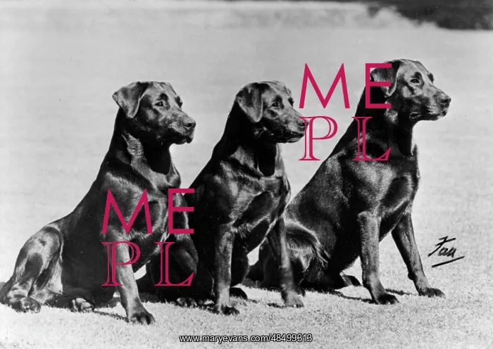 : FALL / LABRADOR / 1952 : FALL / LABRADOR / 1952