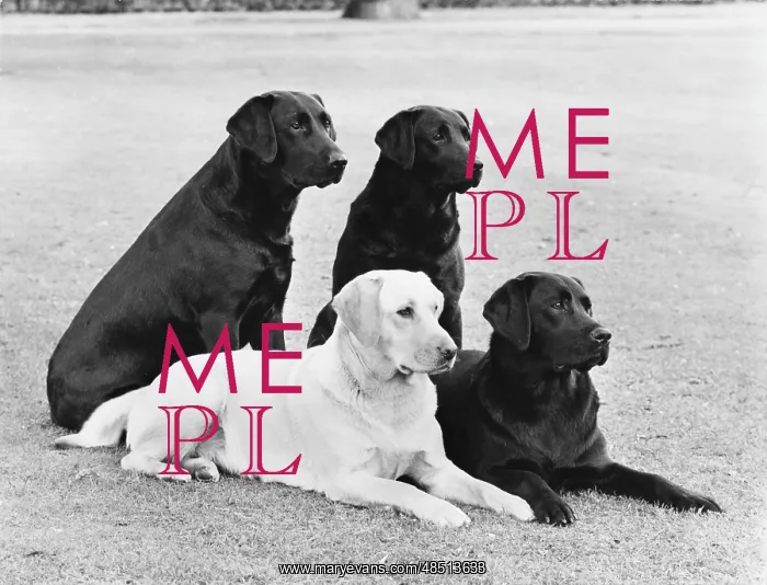 : FALL / LABRADOR / MIX GROUP : FALL / LABRADOR / MIX GROUP