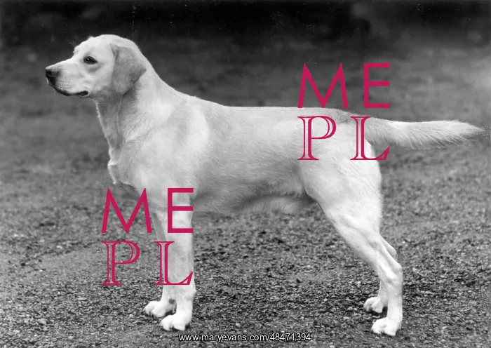  : FALL / LABRADOR RETRIEVER
